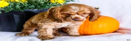 Cocker Spaniel dogs for sale: Lilly - Ad 3