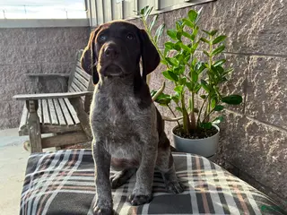 German Shorthaired Pointer dogs for sale: Tom - Ad 1