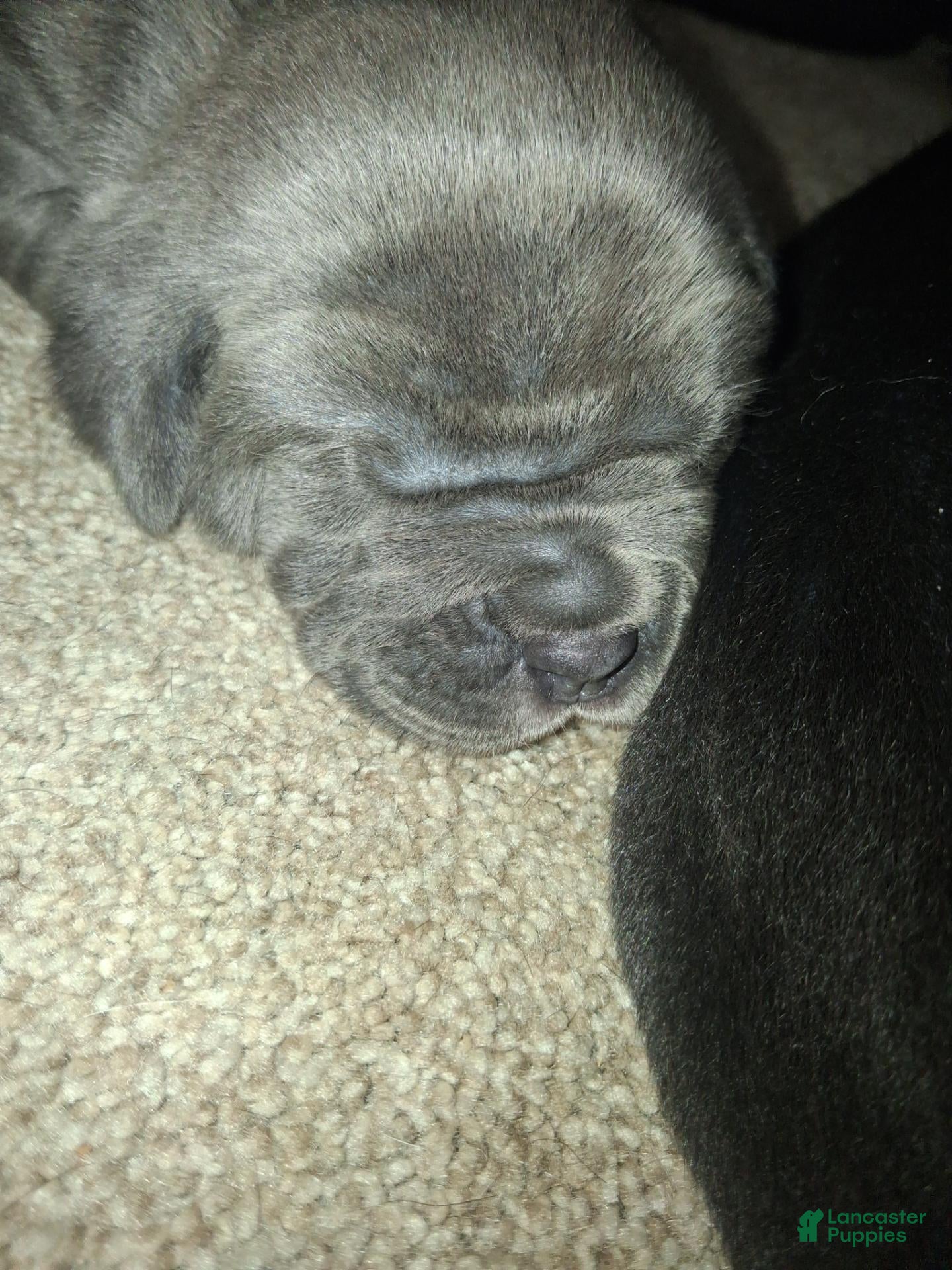 Cane Corso dogs Cane Corso 5 - Ad 17
