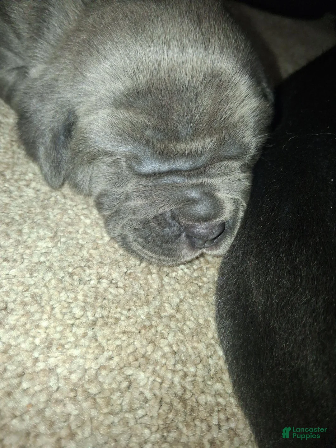 Cane Corso dogs for sale: Cane Corso 5 - Ad 1