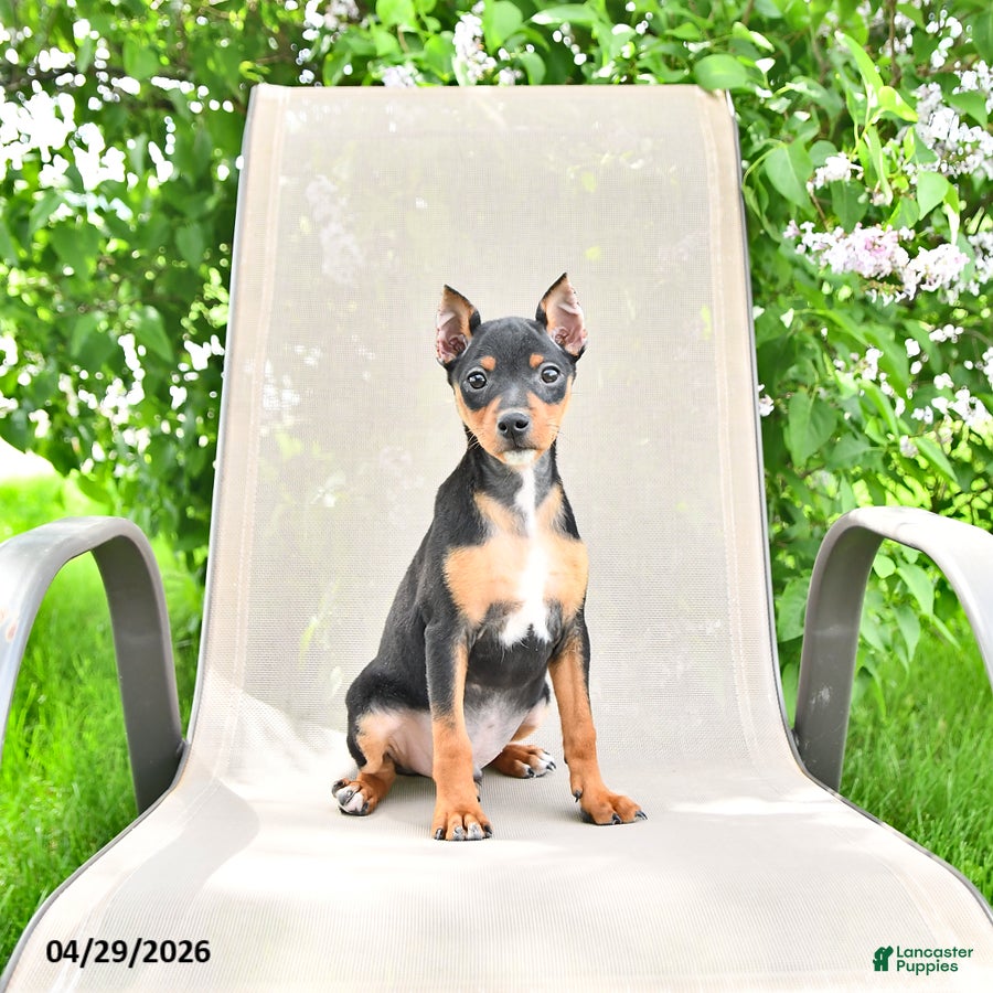 Miniature Pinscher dogs for sale: Titan - Ad 2