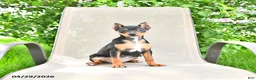 Miniature Pinscher dogs for sale: Titan - Ad 1