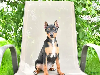 Miniature Pinscher dogs for sale: Titan - Ad 2