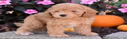 Bichpoo dogs for sale: Charlie - Ad 6