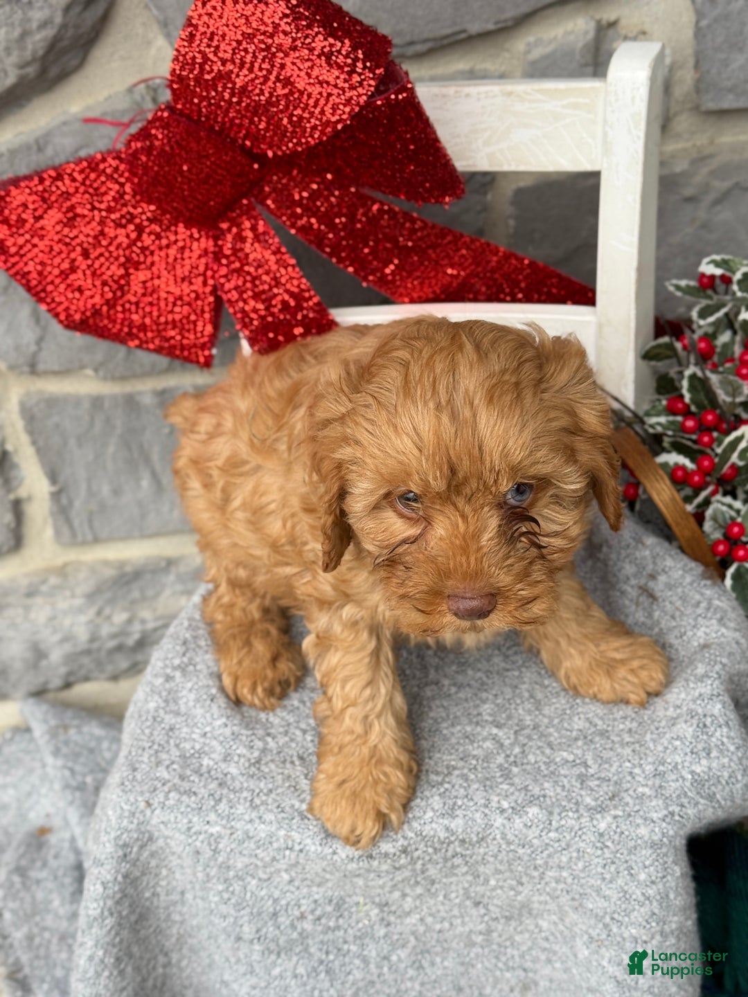 Cavapoo dogs for sale: Angelina - Ad 10