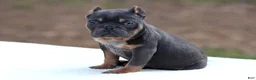 American Bully dogs for sale: Blue Tri - Ad 5