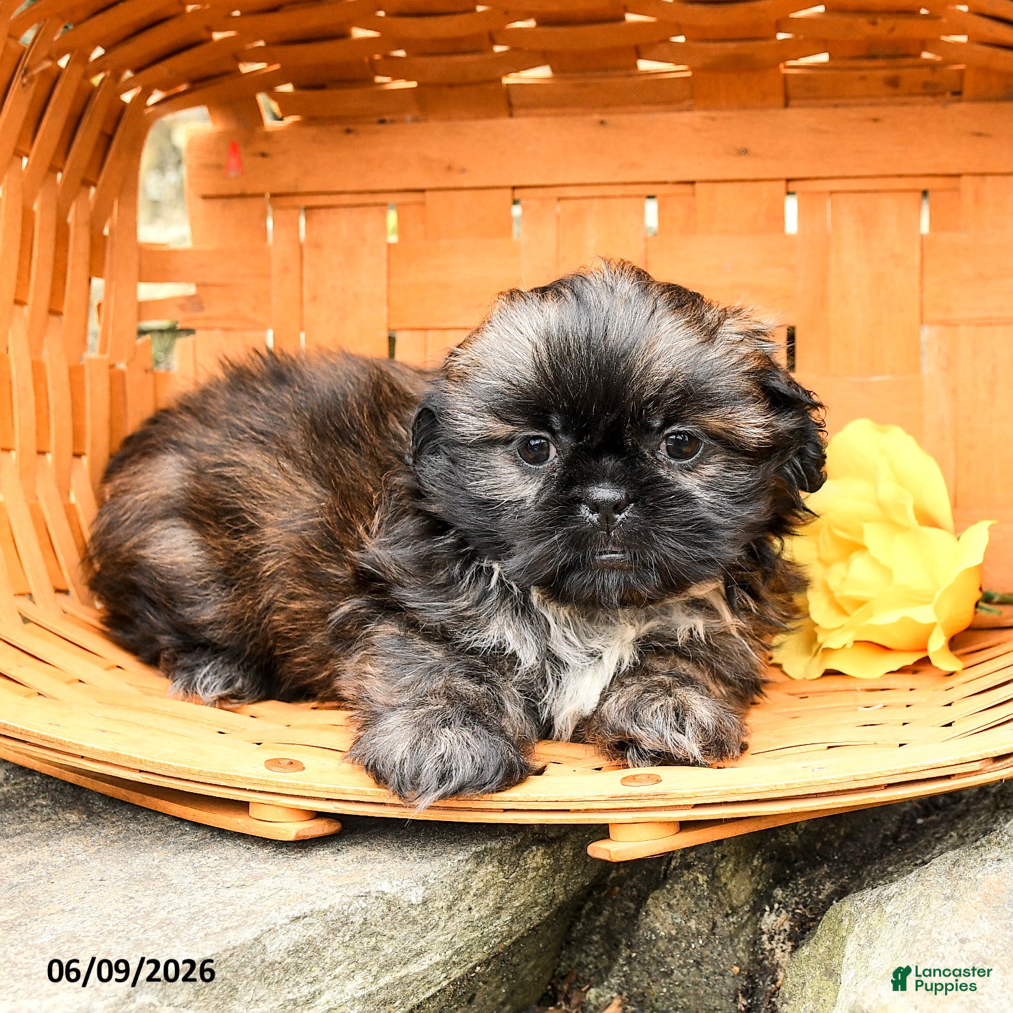Shih Tzu dogs Lily - Ad 2