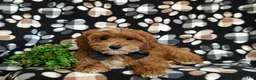 Cavapoo dogs for sale: Christoffer - Ad 6
