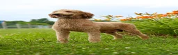 Mini Goldendoodle dogs for sale: Jared - Ad 7