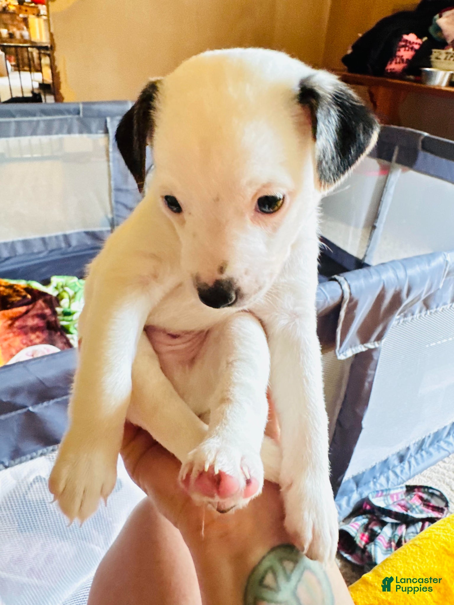 Jack Russell Terrier dogs Puppy 2 - Ad 23