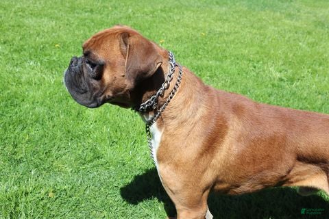 Boxer dogs Cooper - Ad 2
