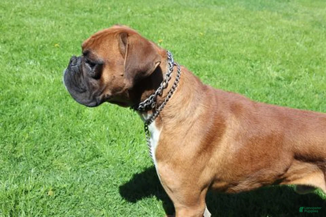 Boxer dogs for sale: Cooper - Ad 2