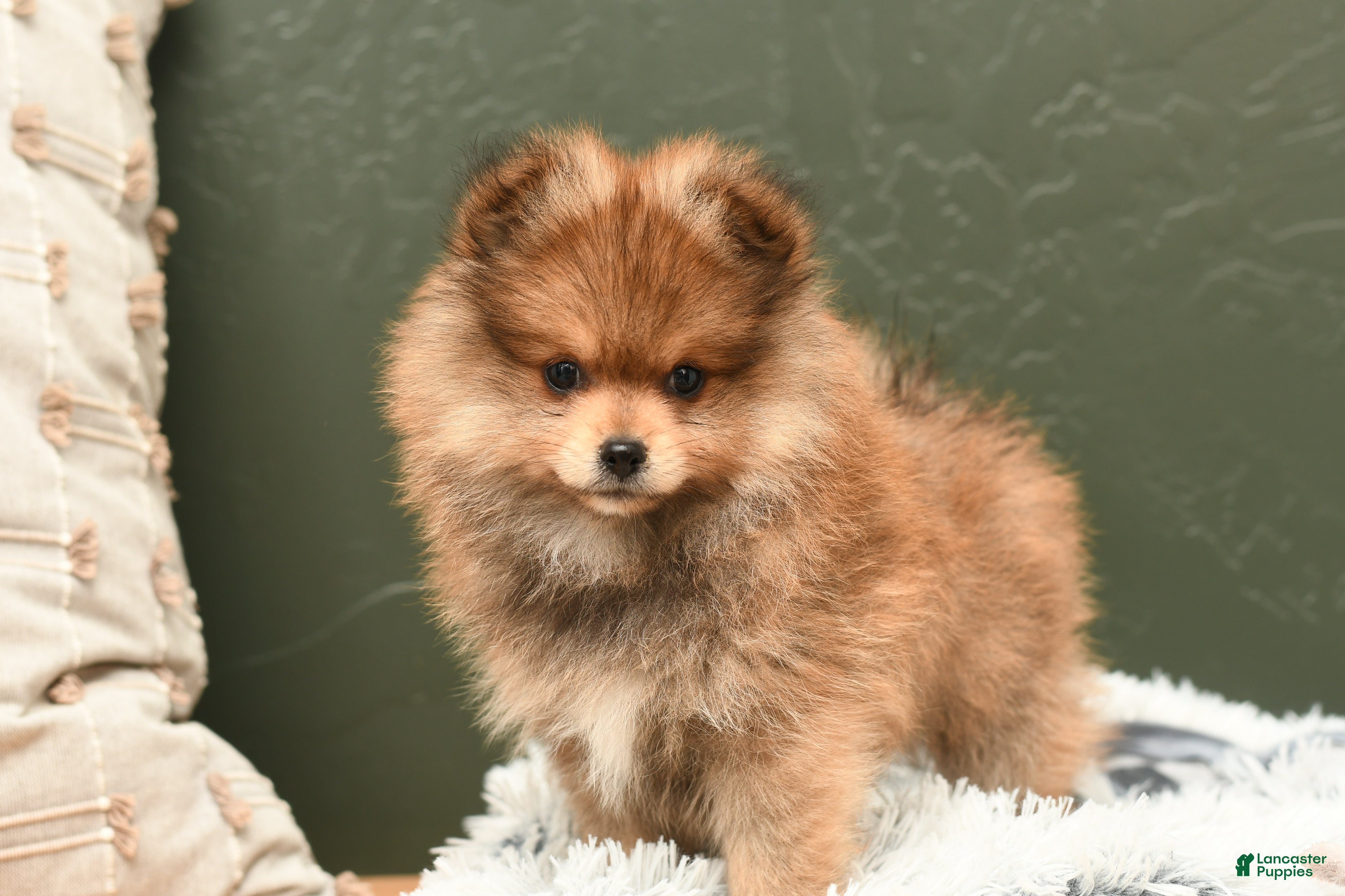 Pomeranian dogs Teddy - Ad 1
