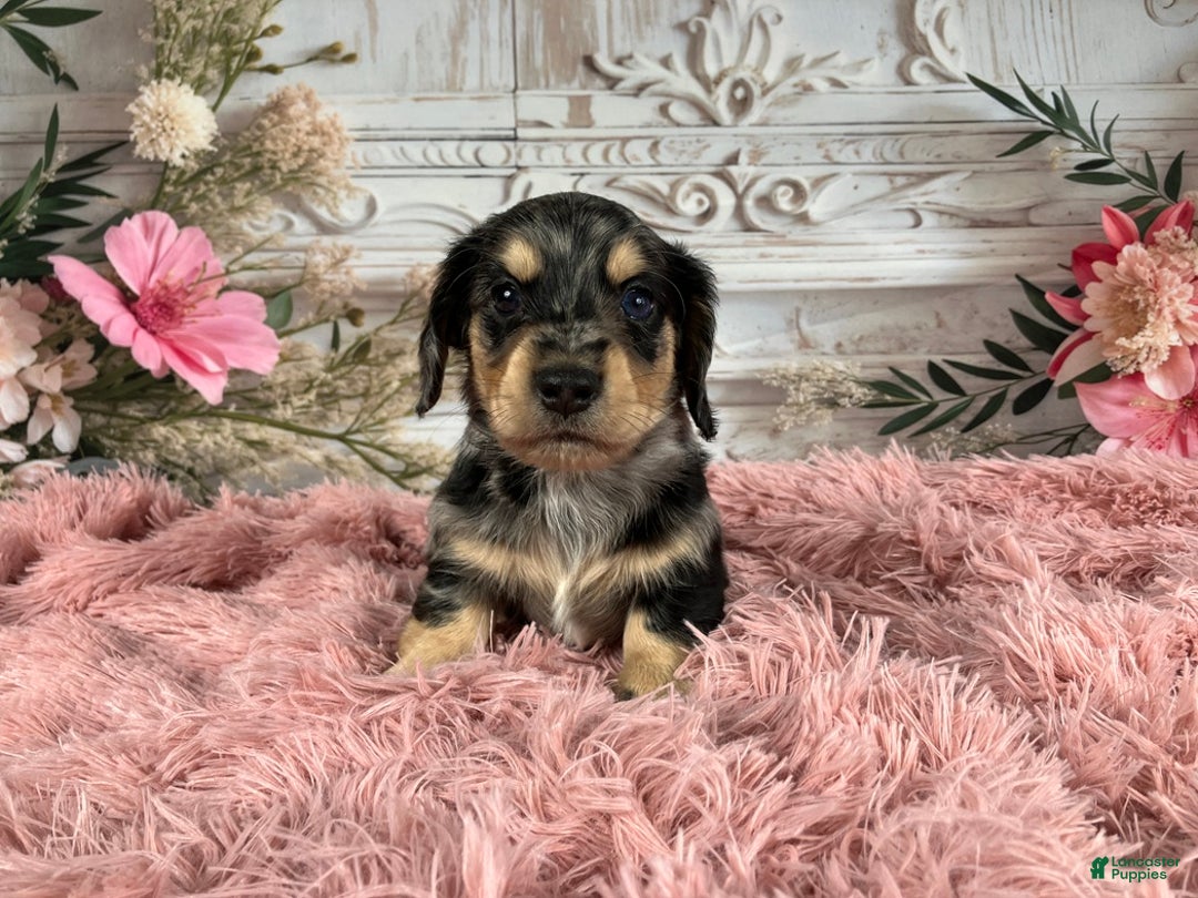 Miniature Dachshund dogs for sale: AKC-Rolo - Ad 7