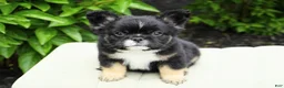 French Bulldog dogs for sale: Panda - Ad 5