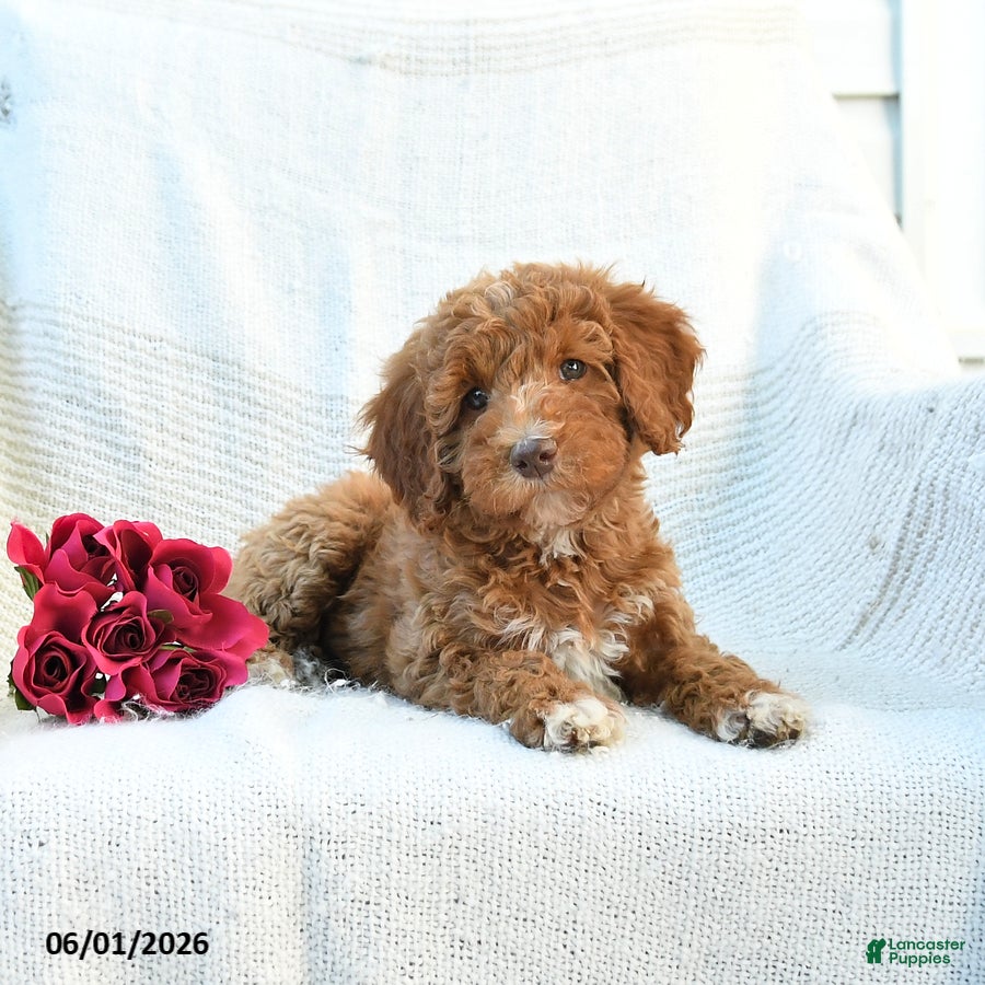 Mini Goldendoodle dogs Monica - Ad 2