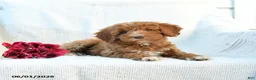 Mini Goldendoodle dogs for sale: Monica - Ad 7