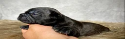 Frenchton dogs for sale: Miss Queenie  - Ad 6