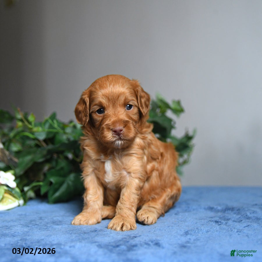 Cavapoo dogs Buddy - Ad 2