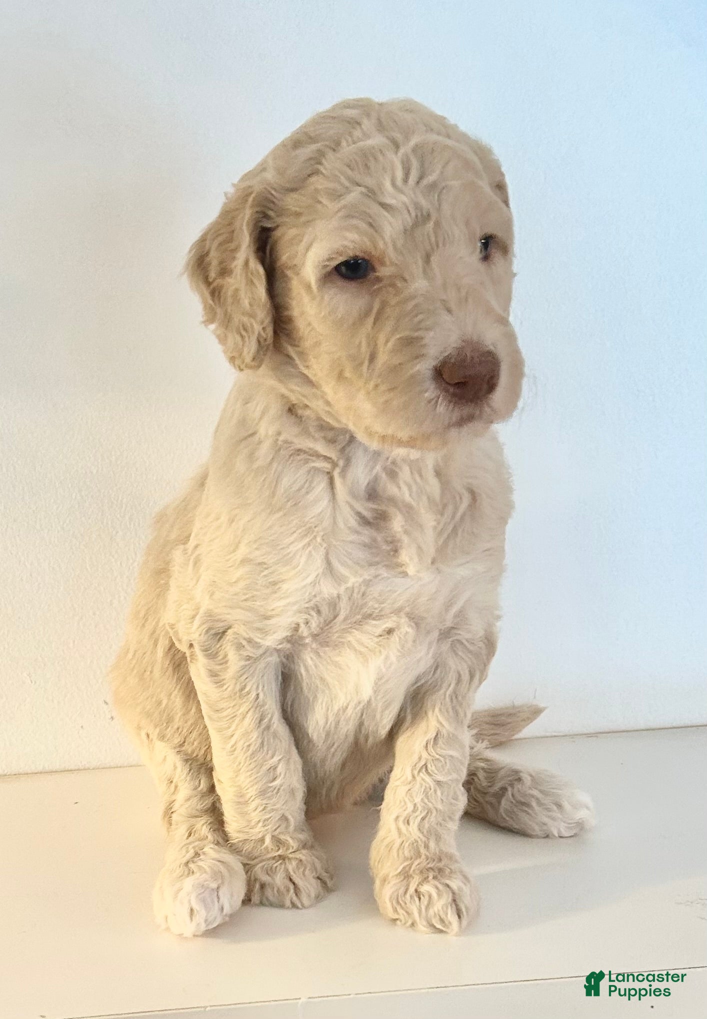 Goldendoodle dogs Sophie - Ad 4