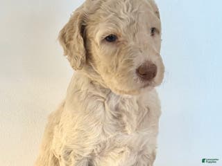 Goldendoodle dogs for sale: Sophie - Ad 3