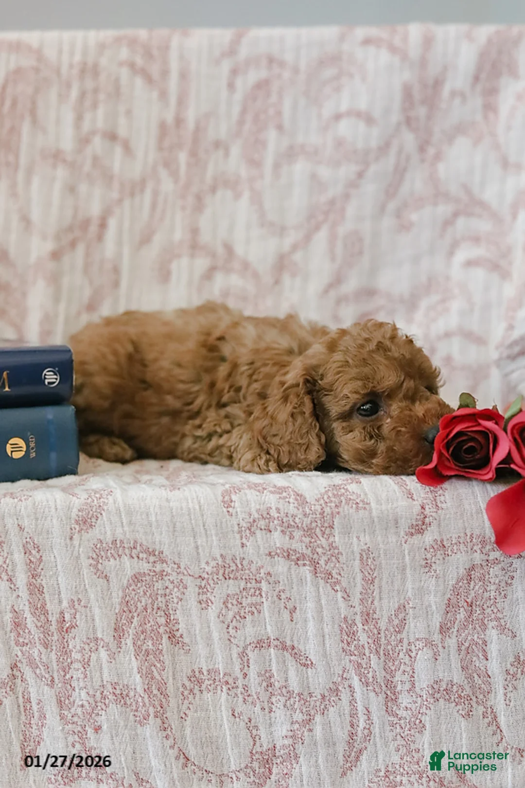 Cockapoo dogs for sale: Jadon - Ad 8