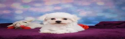 Maltese dogs for sale: ROSIE - Ad 12