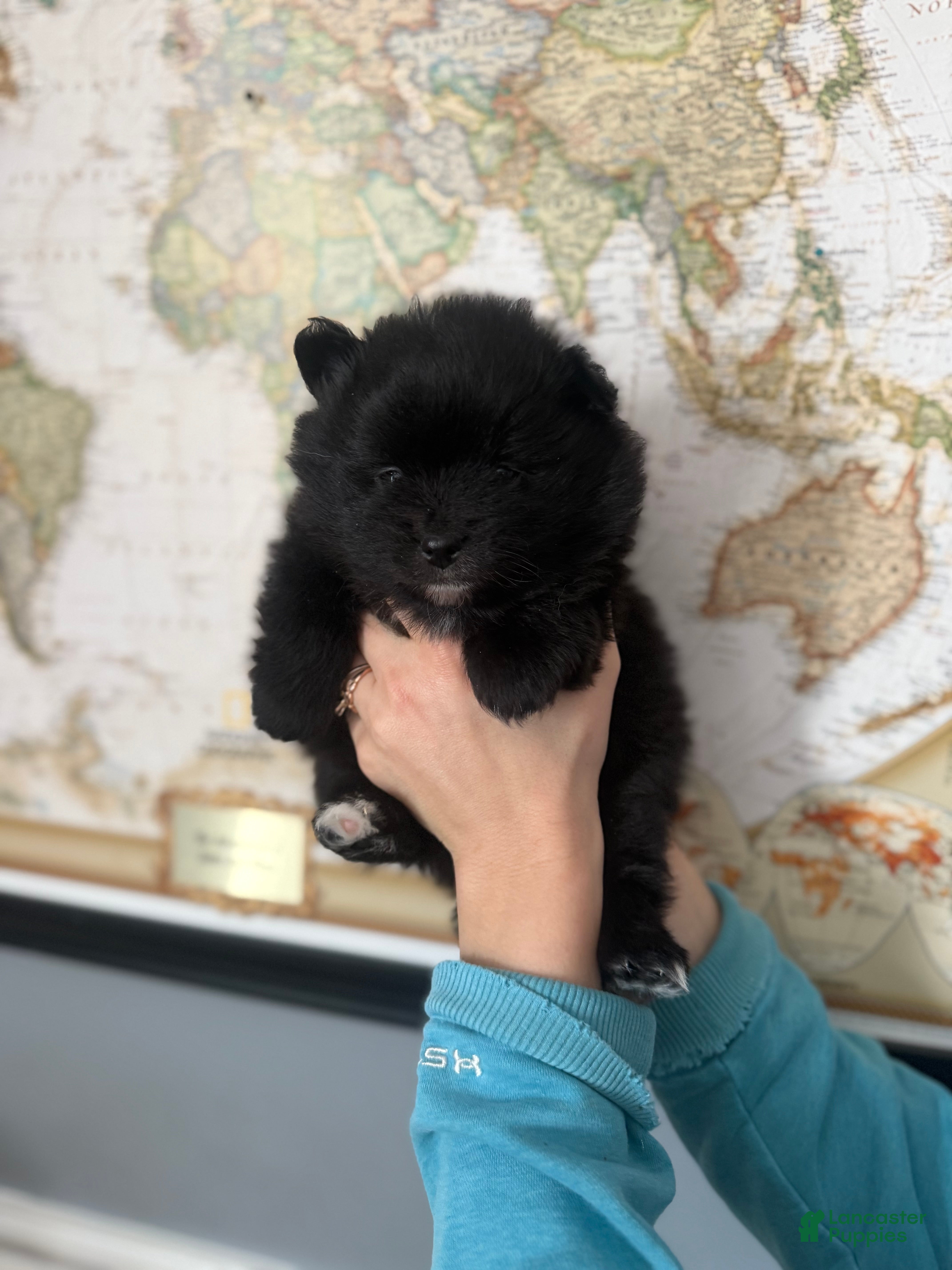 Pomeranian dogs Pomeranian Puppy 1 - Ad 22