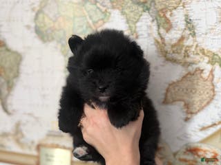 Pomeranian dogs Pomeranian Puppy 1 - Ad 22