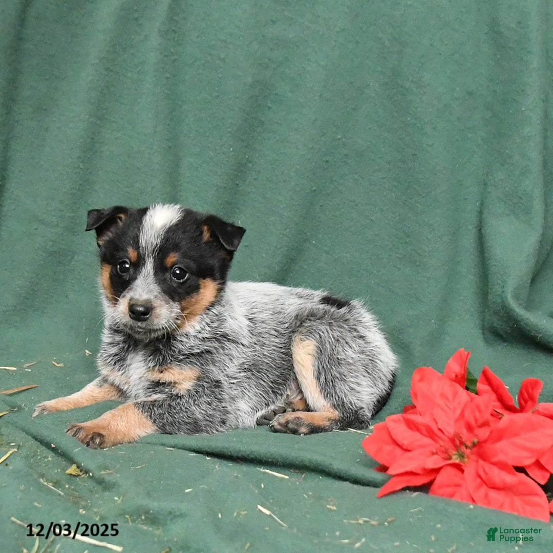 Australian Cattle Dog dogs for sale: Otis - Ad 3