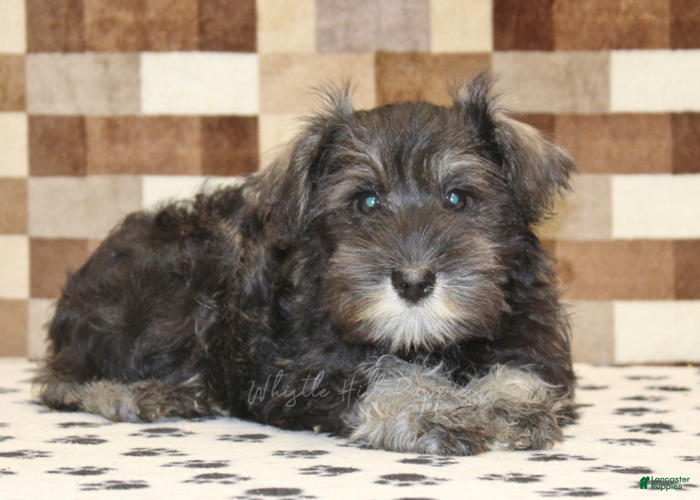 Miniature Schnauzer dogs Echo - Ad 2