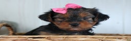 Yorkshire Terrier dogs for sale: CASSIE - Ad 16