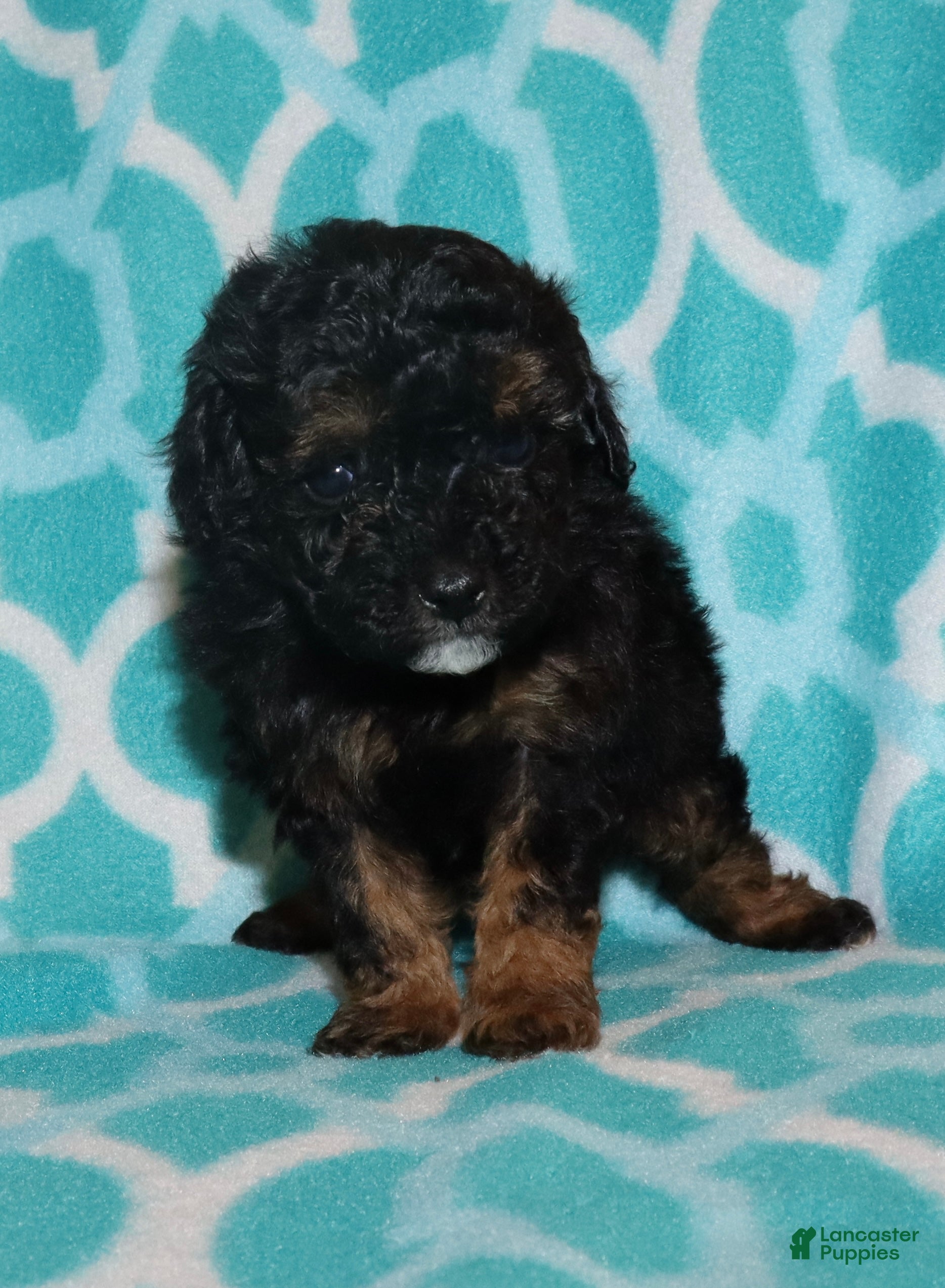 Miniature Poodle dogs Harlee’s phantom male - Ad 16