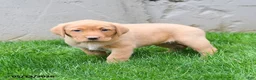 Labrador Retriever dogs for sale: Elodie - Ad 1