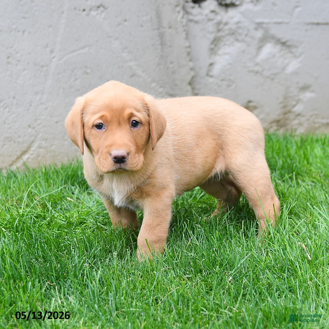 Labrador Retriever dogs for sale: Elodie - Ad 1