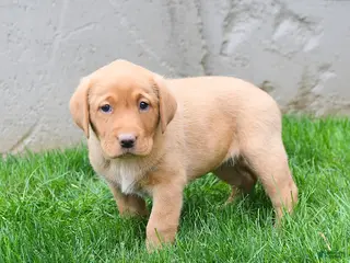Labrador Retriever dogs for sale: Elodie - Ad 1