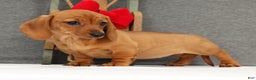 Miniature Dachshund dogs for sale: Ginger - Ad 5