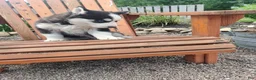 Siberian Husky dogs for sale: Lily - Ad 3