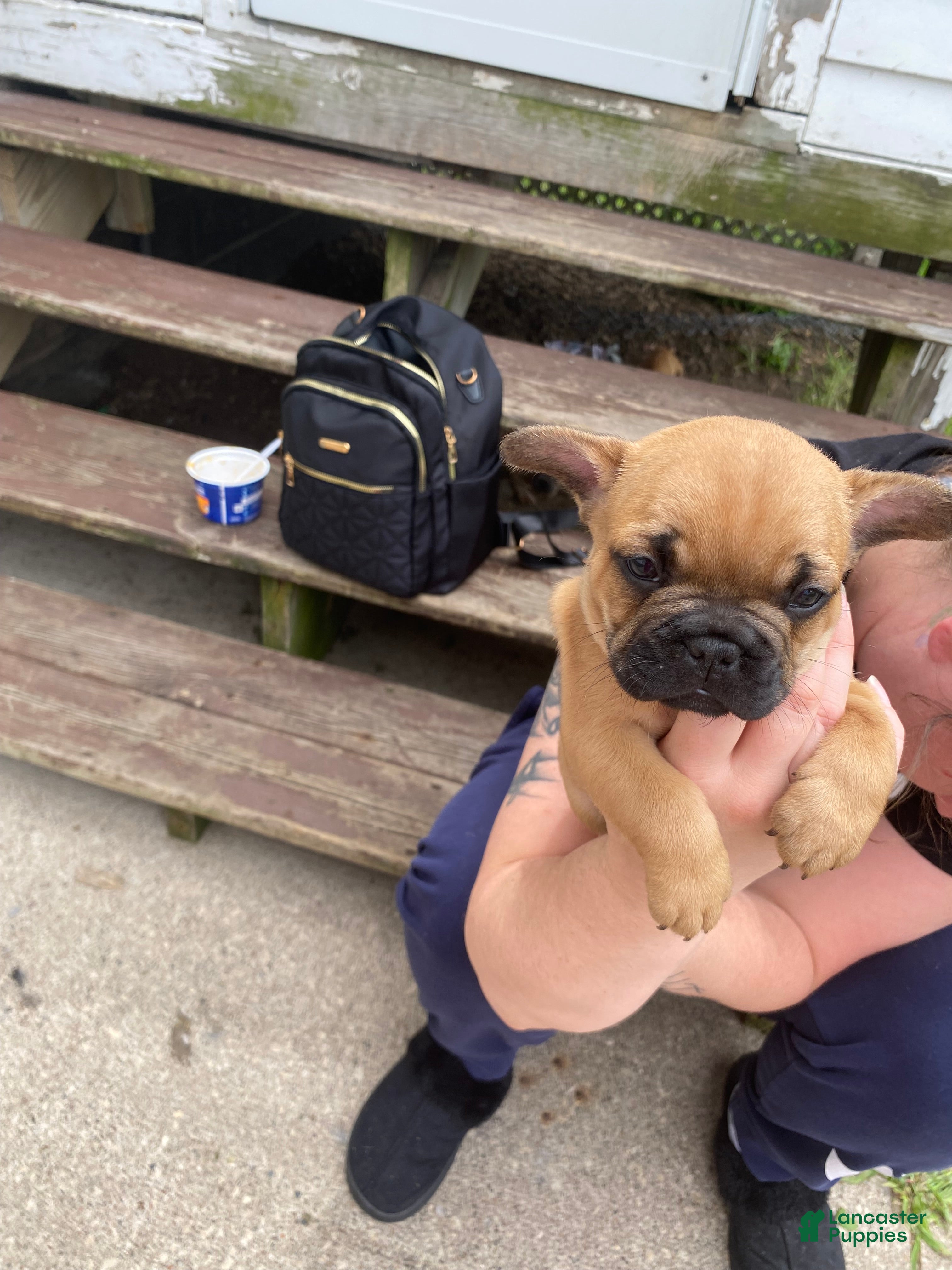 French Bulldog dogs French Bulldog Puppy 1 - Ad 10