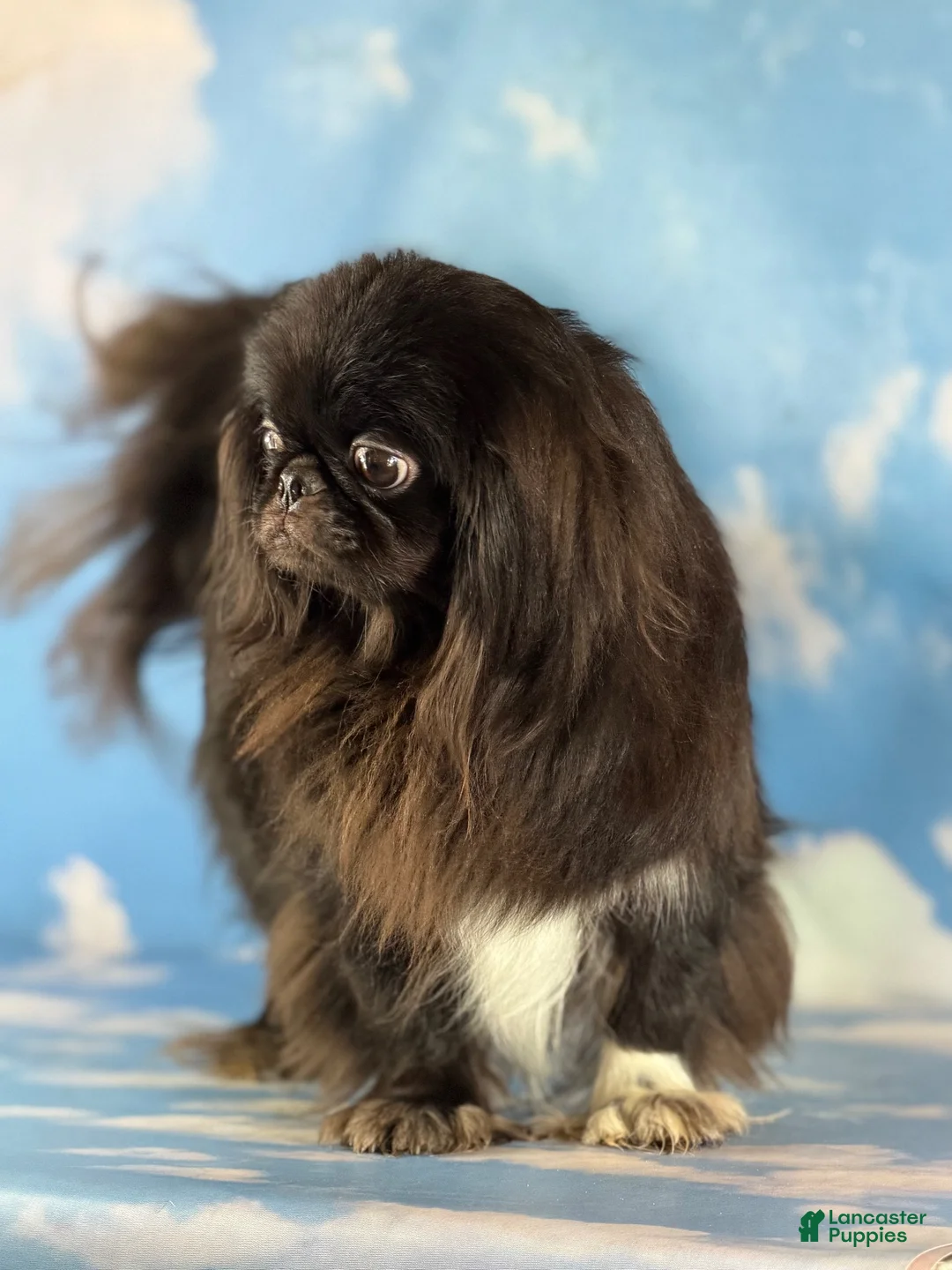 Pekingese dogs for sale: AKC JET DNA OFA  - Ad 7