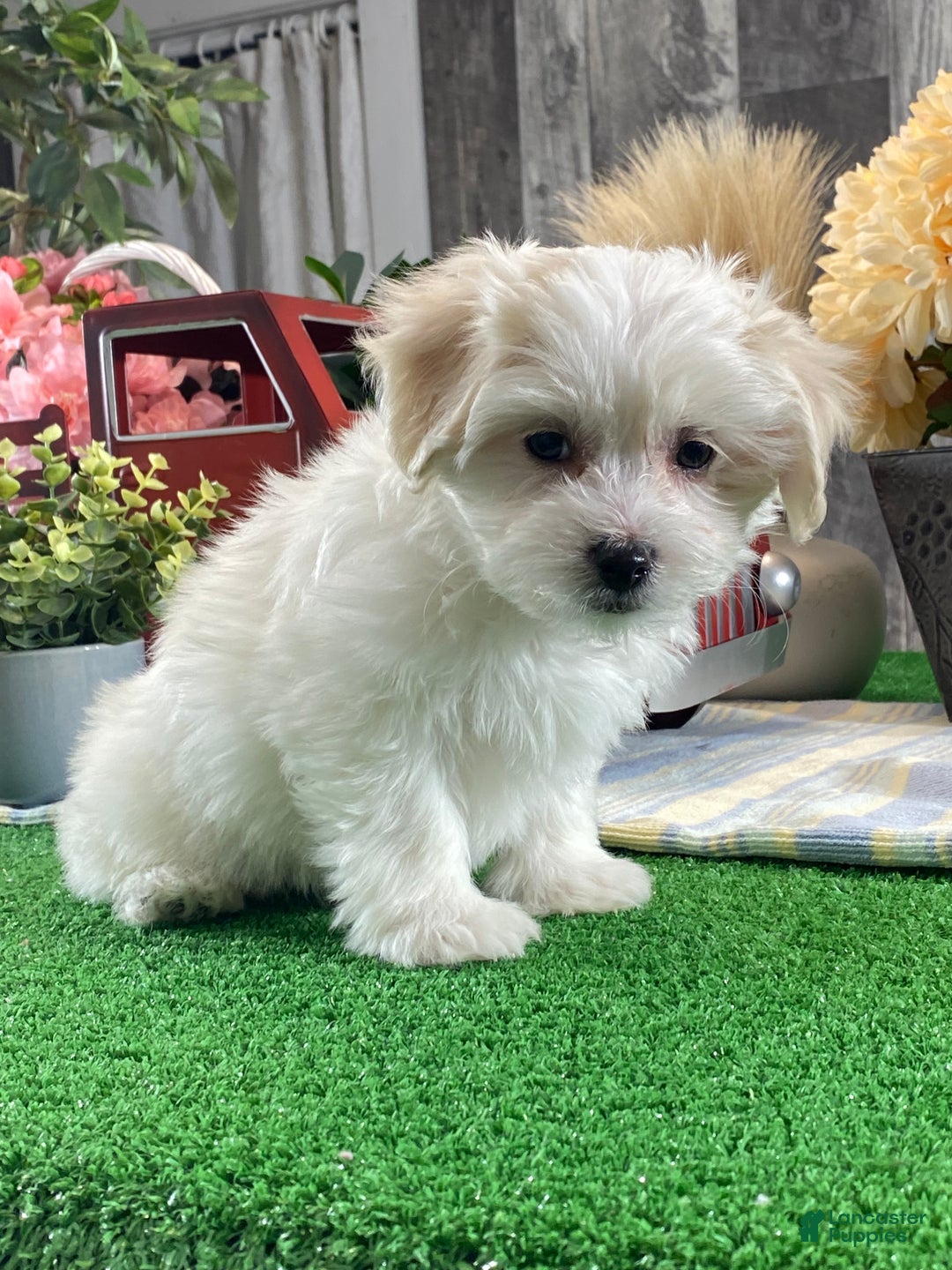 Mixed Breed dogs for sale: Aurora  - Ad 5