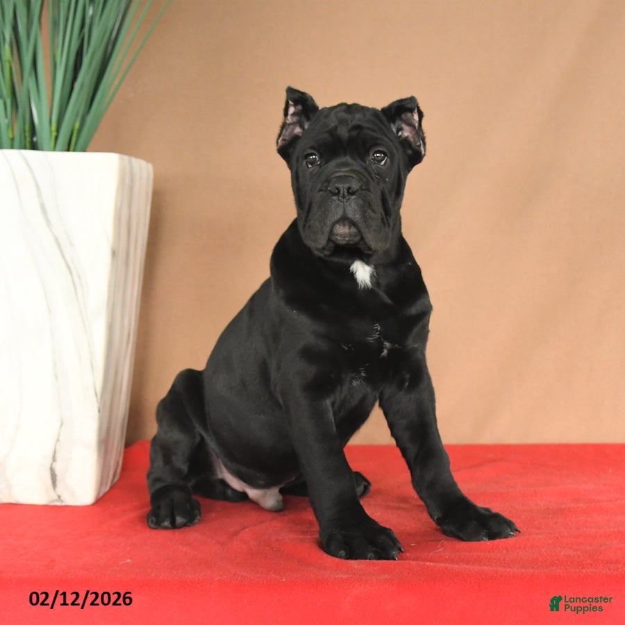Cane Corso dogs Miles - Ad 2