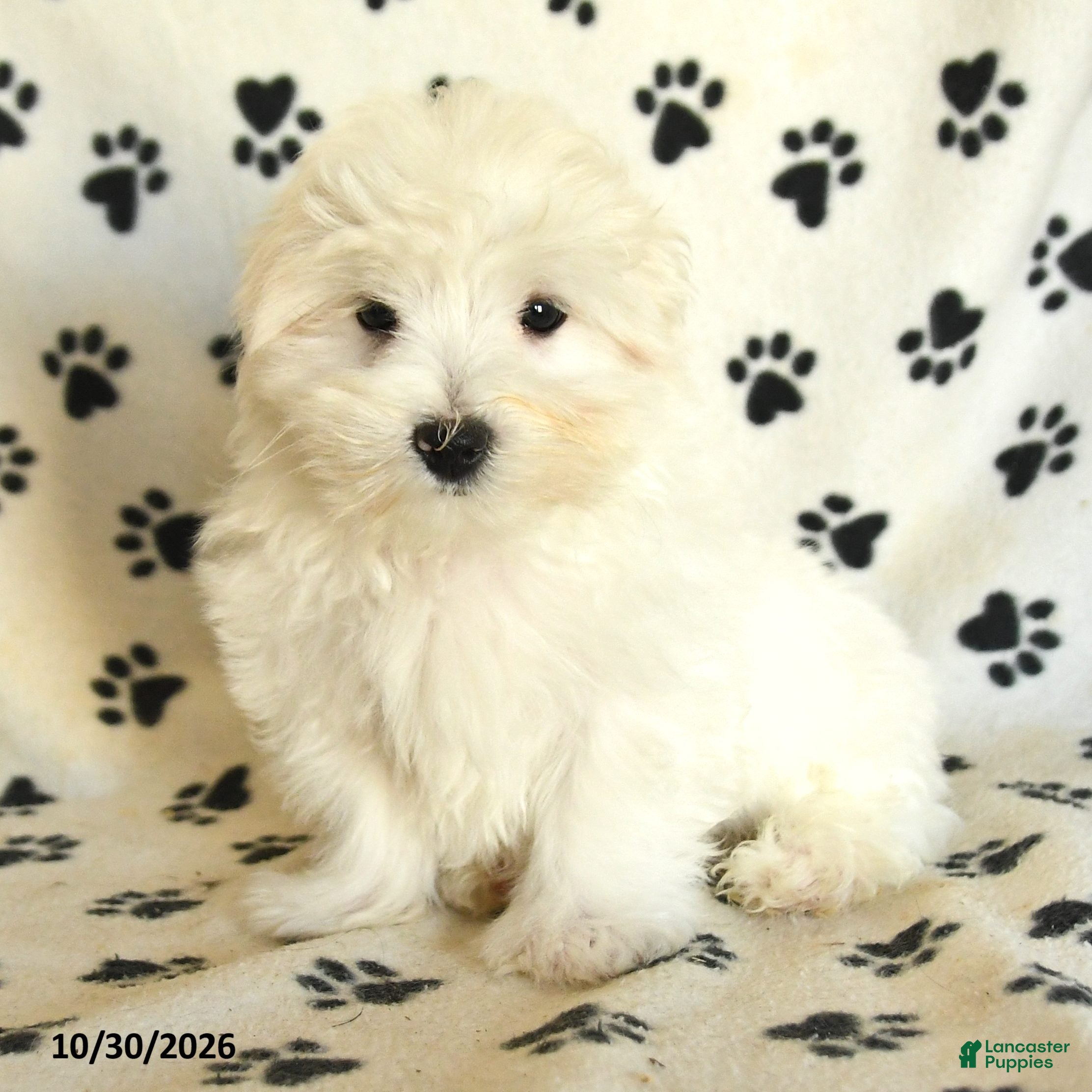Maltese dogs for sale: Percy - Ad 2