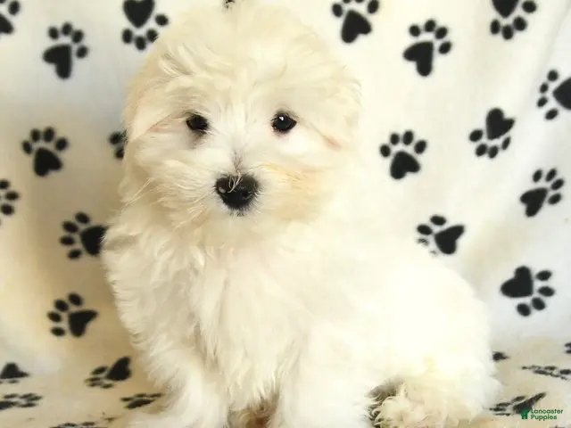 Maltese dogs for sale: Percy - Ad 2