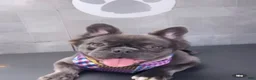 French Bulldog dogs for sale: French Bulldog 1 - Ad 2