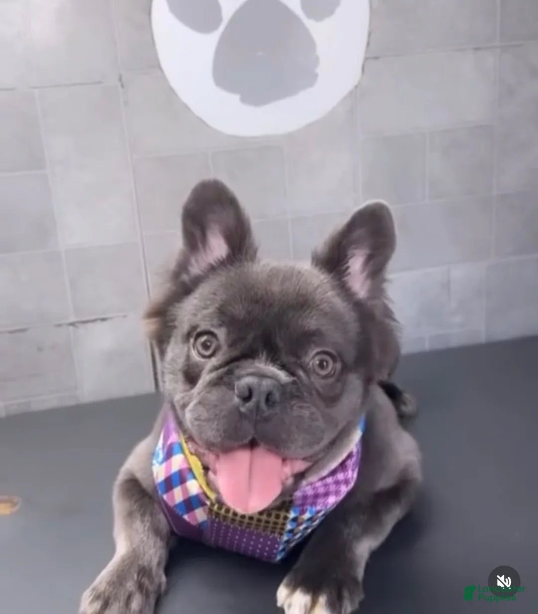 French Bulldog dogs for sale: French Bulldog 1 - Ad 2