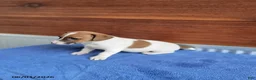 Jack Russell Terrier dogs for sale: Sally - Ad 3