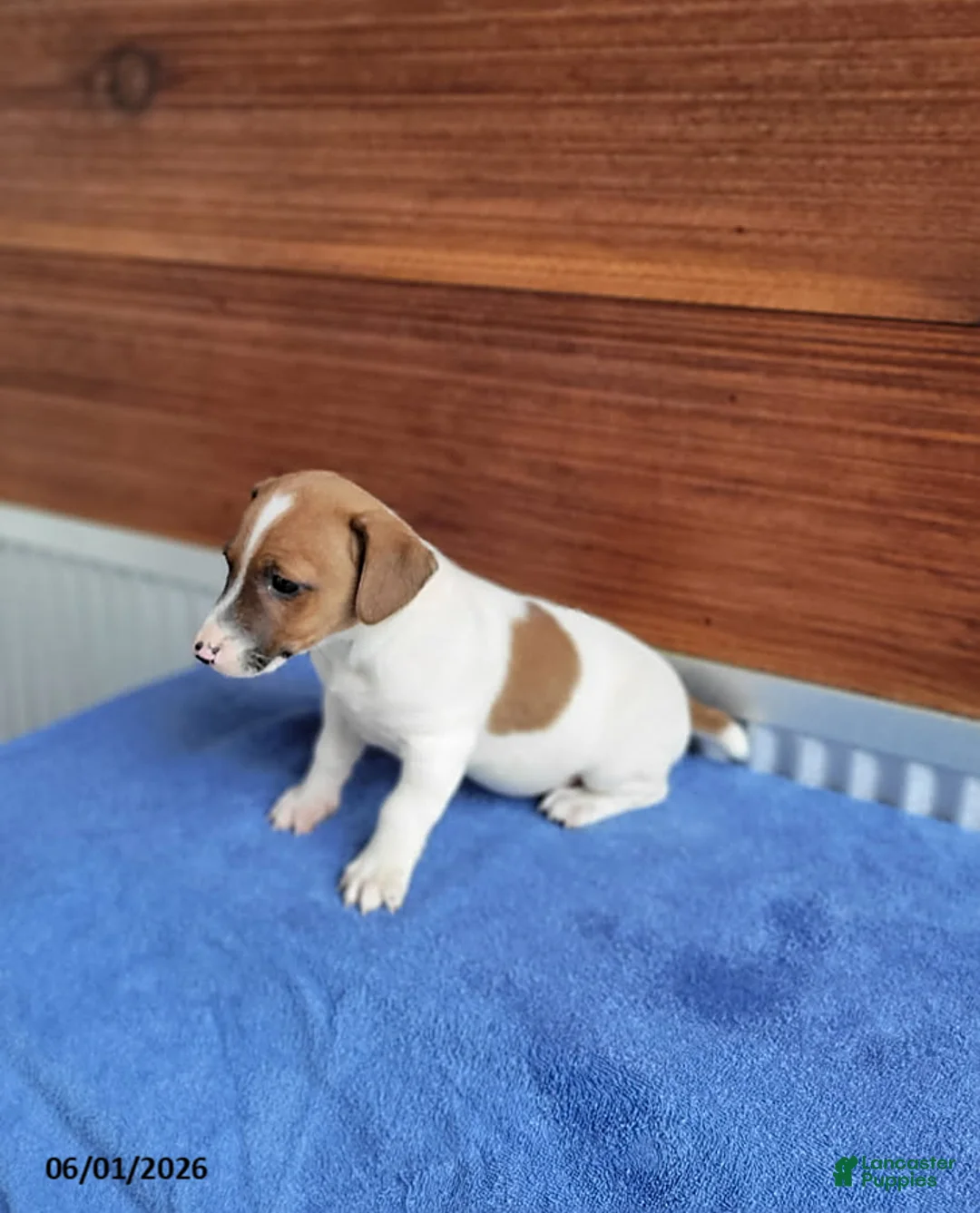 Jack Russell Terrier dogs for sale: Sally - Ad 3