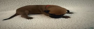 Rhodesian Ridgeback 6