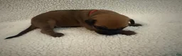 Rhodesian Ridgeback dogs for sale: Rhodesian Ridgeback 6 - Ad 1
